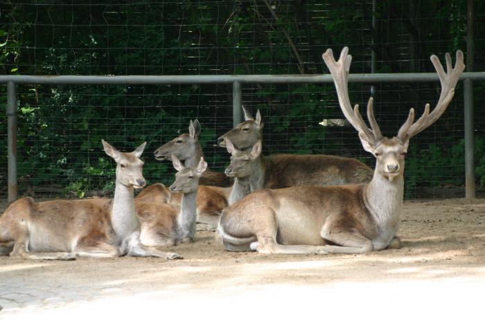 Cervus elaphus bactrianus  - jelen lesní buc