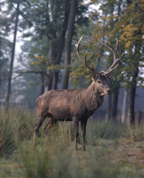 jeléén